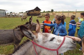 Edukativni letnji program „U hladu salaša“