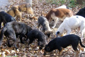 Sterilizacija usled velikog broja pasa lutalica na ulicama Subotice