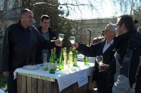 Vinova loza ponovo osvaja Tavankut