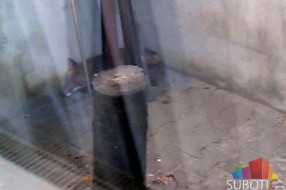 Lisica u porodičnom domu u naselju Ker