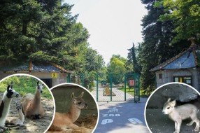 U Zoo vrtu sve vrvi od života