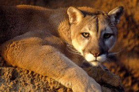 Dona je poslušna i umiljata kućna maca... za jednu pumu
