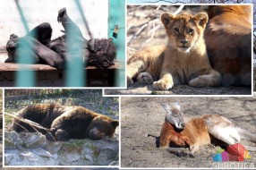 Prinove u ZOO vrtu na Paliću – na svet došli mladunci antilope i dikobraza