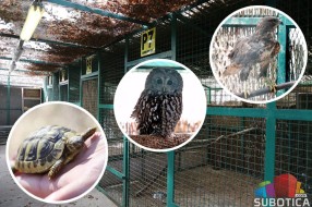 Zoo vrt na Paliću sigurna kuća za divlje životinje