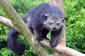 Binturong - novi stanovnik Zoo Palić
