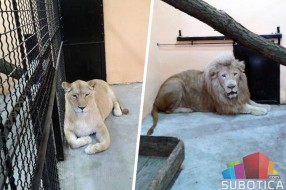 Beli lavovi stigli u ZOO vrt Palić