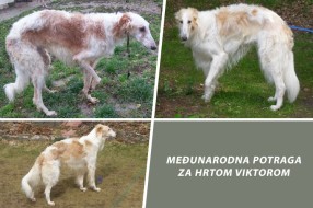 Međunarodna potraga za hrtom Viktorom