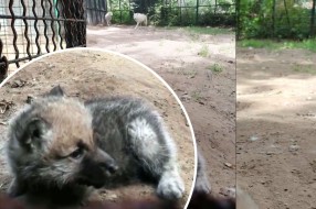 Dva mladunca arktičkog belog vuka prinove u zoo-vrtu