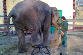 ZOO: Vredna slonica Marta