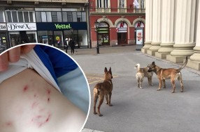 Ogorčeni roditelji dece koju su izujedali belgijski ovčari, protiv vlasnika biće podneta krivična prijava