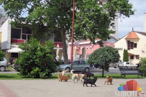 Donet Program za rešavanje problema napuštenih pasa i mačaka