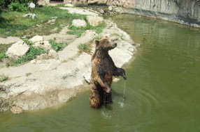 Rashlađivanje u Zoo vrtu