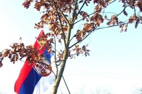 SKC "Sveti Sava" tradicionalno organizuje seču badnjaka