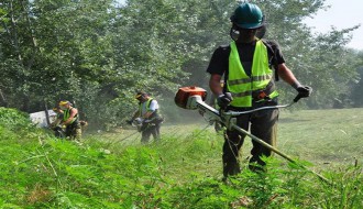 Košenje ambrozije započeto još u maju