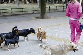 Prihvatilište za pse lutalice i dalje ne radi
