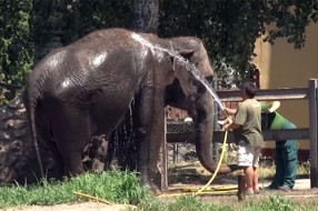 Toplo i životinjama u ZOO vrtu