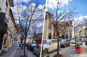 Počinje zamena postojećih stabala u Nušićevoj ulici