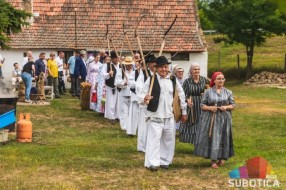 Prikazan ris - bunjevački običaj košenja žita