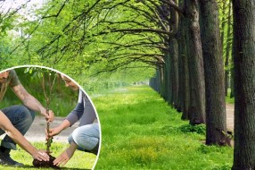 Supružnici krunišu brak sadnjom hrasta u "Drvoredu mladenaca"