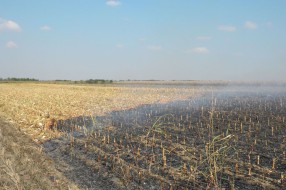 Apel Gradskog štaba za žetvu: Ne palite vatru blizu njiva sa strnim žitom
