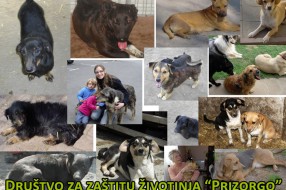 Usvojite psa iz azila "Prizorgo" iz Bačke Topole