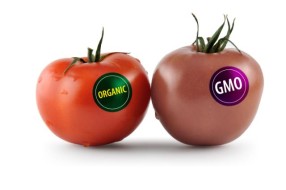 Još uvek traje usaglašavanje oko teksta Deklaracije "Subotica bez GMO"