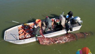 Izlov babuški iz Palićkog jezera nastavljen i ove godine