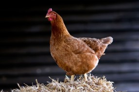 Zabrana prodaje pernate živine u Subotici i okolini