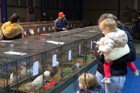 Za vikend 39. izložba sitnih životinja, kunića, akvaristike i teraristike