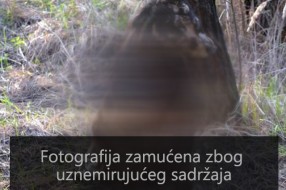 Pronađen mučeni pas u fazi raspadanja
