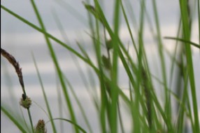 Posle dve godine obnovljena seča trske na Paliću i Ludošu