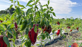 Počela berba "ajvaruša" u Tavankutu - paprika sa peska kvalitetna, ali je rod slabiji