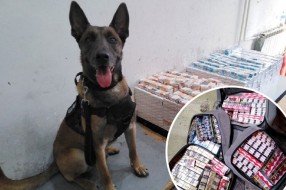 Carinskog psa njuh nepogrešivo odveo do krijumčarenih cigareta