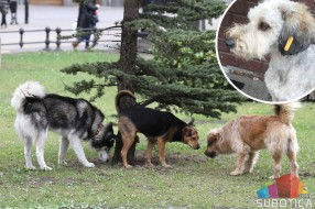 Psi sa narandžastom markicom bezbedni po ljude i okolinu