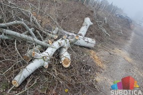 Nelegalno posečen vetrozaštitni pojas na obilaznici oko Palića