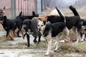 Postignut dogovor oko napuštenih pasa