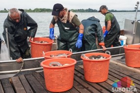 U toku izlov babuški iz Palićkog jezera