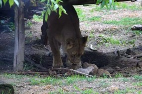 Lavica u palićkom Zoo vrtu donela na svet četiri mladunčeta