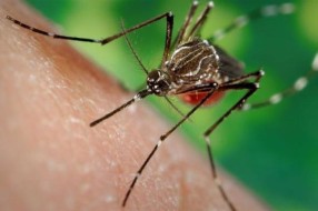 Virus groznice Zapadnog Nila prisutan, za sada nema obolelih