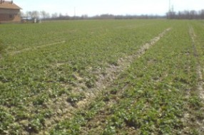 Nema novca za dobro uzgajanje