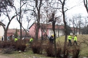 Počela sanitarna seča stabala i šiblja