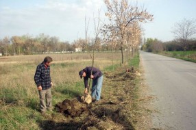 Ozelenjavanje Palića