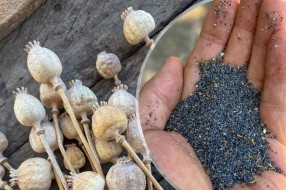 Biljka na koju smo zaboravili se vraća na njive: Mak iz Male Bosne ide pravo za Nemačku