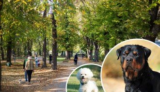 Rotvajler rastrgao psa na dečijem igralištu, vlasnici nameravaju da tuže Grad