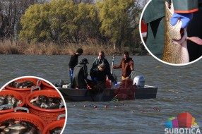 U toku izlov babuški u cilju zaštite biodiverziteta Palićkog jezera