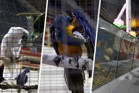 Izložba sitnih životinja donosi više od 1.800 eksponata