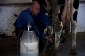 I subotička mlekara smanjuje otkup mleka