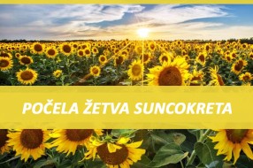 Počela žetva suncokreta, prinosi niski