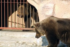 Novi stanovnik ZOO vrta