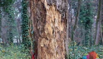 Počinje orezivanje drveća i vađenje suvih stabala u Velikom parku na Paliću